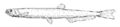 Diplophos rebainsi (Elongate lightfish)