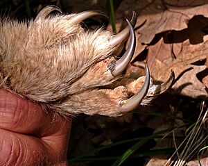 Dugorepa sova (Strix uralensis), kandže; Ural Owl claws