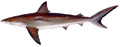 Dusky shark (Duane Raver)