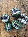 E pachanoi ripe fruit