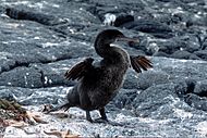 Photo of a long-beaked black bird standing on a rocky shore and holding its stumpy wings outstretched
