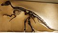 Edmontosaurus annectens USNM 2414