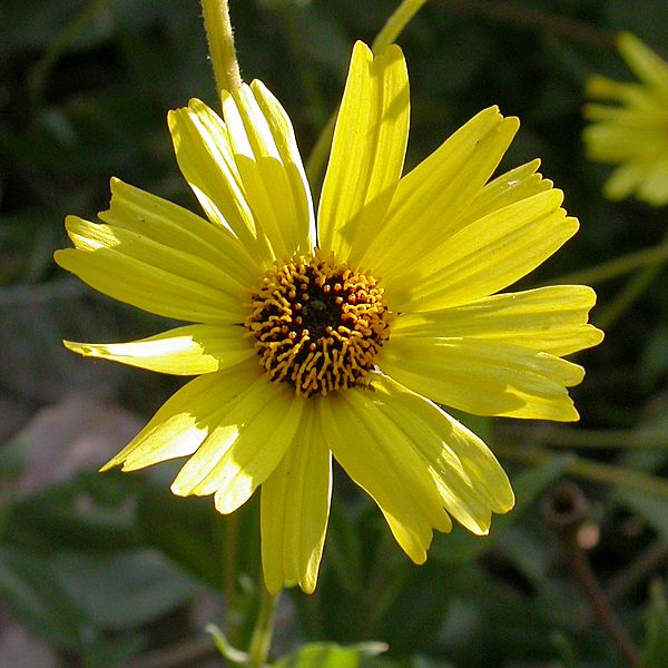 Encelia californica head 2003-04-10