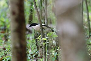 Ethiopian Boubou (Laniarius aethiopicus), Sidama, Ethiopia 1.jpg