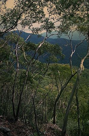 Eucalyptus baeuerlenii habit.jpg