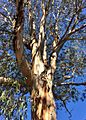 Eucalyptus bicostata - upper branch bark