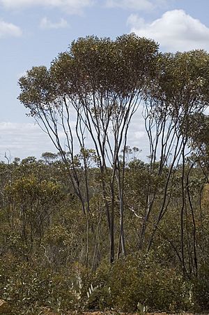 Eucalyptus captiosa habit.jpg