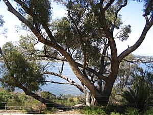 Eucalyptus gomphocephala in Kings Park.jpg
