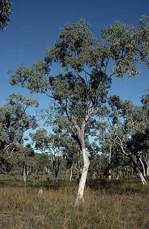 Eucalyptus microneura.jpg