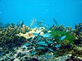Fish and corals in John Pennekamp Marine Park (2351507031)