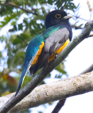 Gartered Trogon