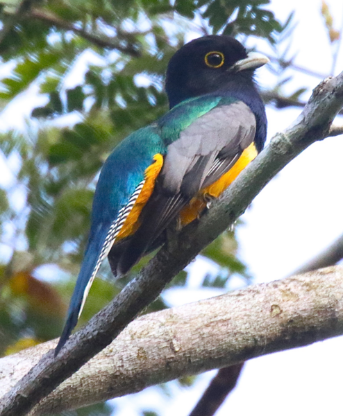 Gartered Trogon