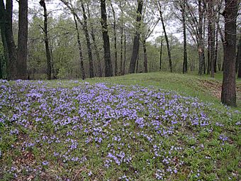 Gees slough effigy mounds.JPG