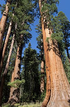 Giant sequoias in Sequoia National Park 02 2013.jpg