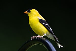 Goldfinch (male)