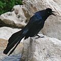 Great-tailed Grackle-27527
