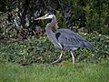 Great blue heron (61246)