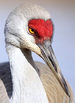 Grus canadensis -British Columbia, Canada -upper body-8