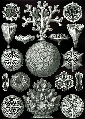 Haeckel Hexacoralla.jpg
