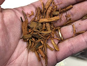 Haematoxylum campechianum wood chips