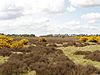 Weather and Horn Heaths