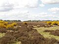 Heathland with gorse in The Brecks near Elveden - geograph.org.uk - 1288059