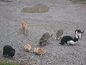 Herd of Cats