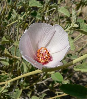 Hibiscus denudatus flower 1.jpg