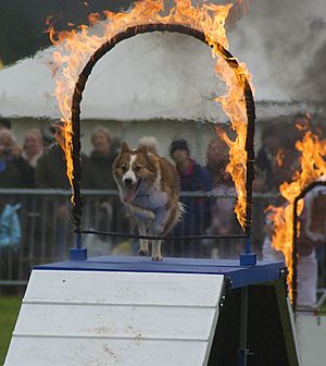 Hot Dog in Monmouth show