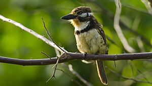 Hypnelus ruficollis - Russet-throated Puffbird.jpg