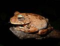 Hypsiboas pugnax02