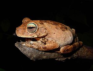 Hypsiboas pugnax02.jpg