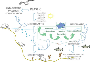 Interactions between marine microorganisms and microplastics.webp
