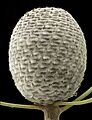 Isopogon trilobus - Flickr - Kevin Thiele (1)