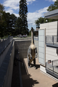 It takes a tall dinosaur to peer over a deep pit outside the parking garage of the Denver Museum of Nature & Science in Denver, Colorado LCCN2015633547