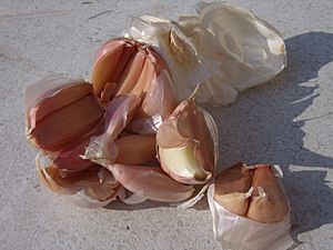 Italian garlic PDO