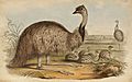 John Gould Emu