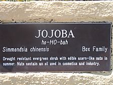 Jojoba1342