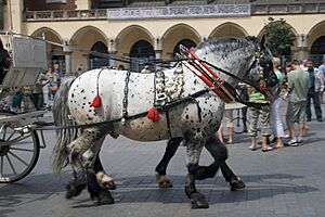 Krakowcarriagehorsesalpha