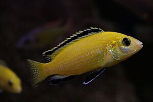 Labidochromis caeruleus (male).jpg