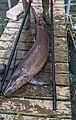 Lake sturgeon