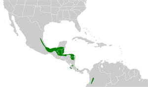 Leptotila plumbeiceps map.svg