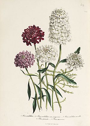 Loudon - The Ladies' Flower-Garden of Ornamental Annuals - pl. 12