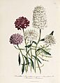 Loudon - The Ladies' Flower-Garden of Ornamental Annuals - pl. 12