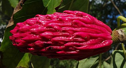 Magnolia fraseri bud