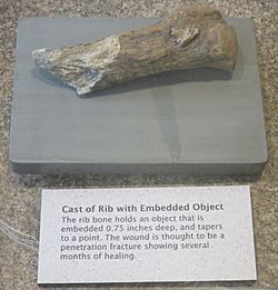 Manis-Mastodon-rib-embedded-object-Sequim-Museum-and-Arts-Center