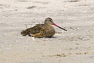 Marbled Godwit at Fort Desoto - Flickr - Andrea Westmoreland