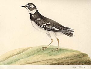 MaryBattersbyRingPlover
