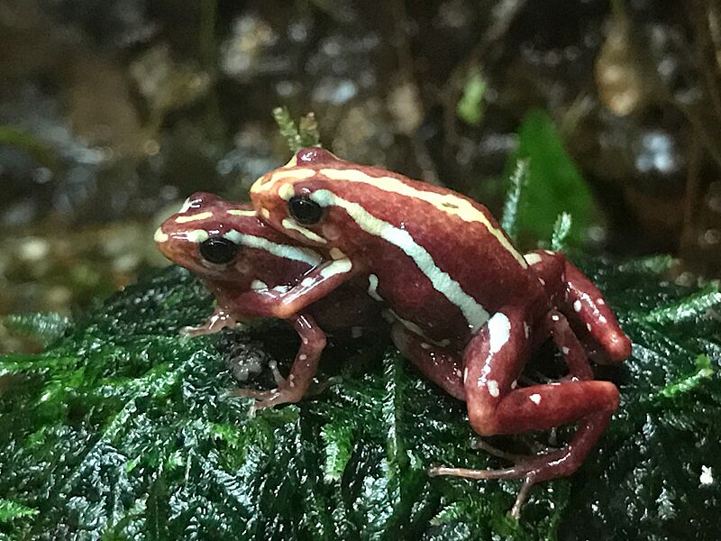 Mating Phantasmal Poison Frogs