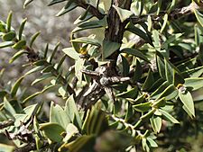 Melaleuca calycina fruit